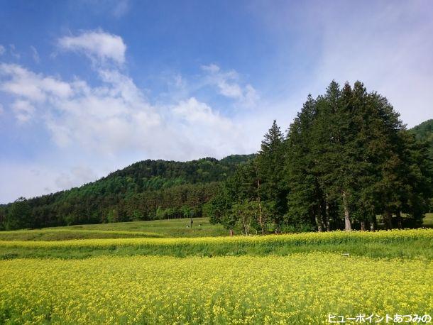 里山の黄色い絨毯