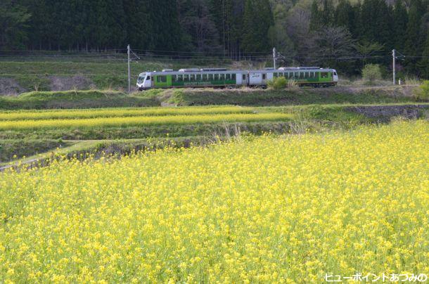 菜の花畑を往く