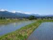 水田と後立山連峰