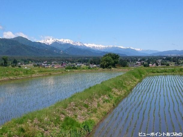 水田と後立山連峰