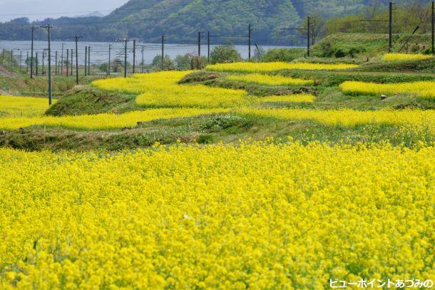 菜の花と湖