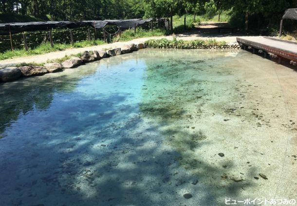 わさび田の湧き水池