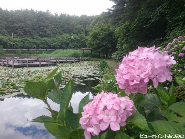 紫陽花と睡蓮