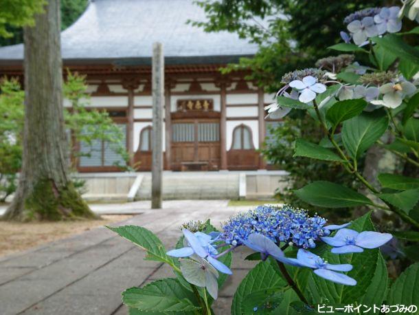 紫陽花と青原寺