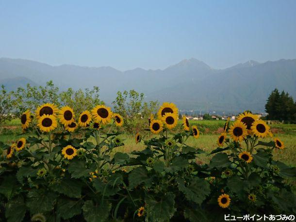 向日葵と常念岳