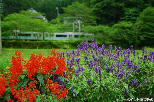 花と電車