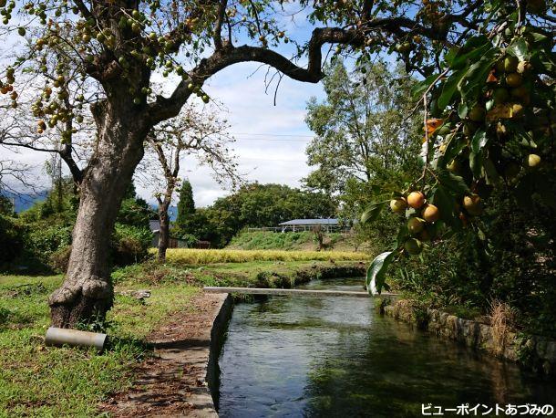 柿の木と湧水路