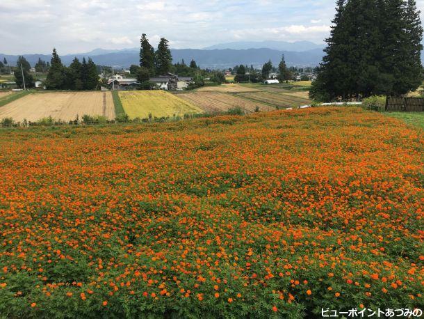 コスモス畑 安曇野の風景写真 ビューポイントあづみの