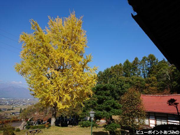 長福寺の大銀杏