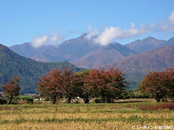 桜並木と常念岳