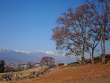 落葉樹と後立山連峰