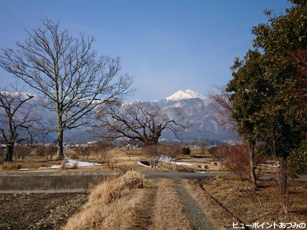 柳の大木と常念岳