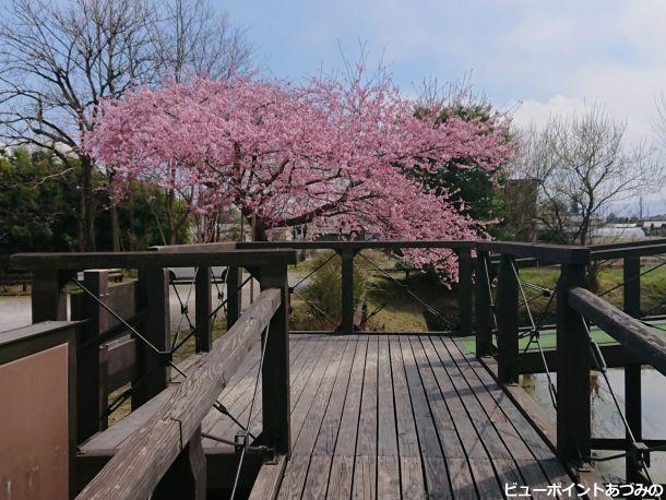 ウッドデッキと百楽桜