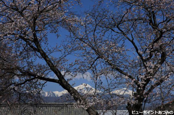 桜と常念岳