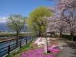 拾ヶ堰と桜と芝桜