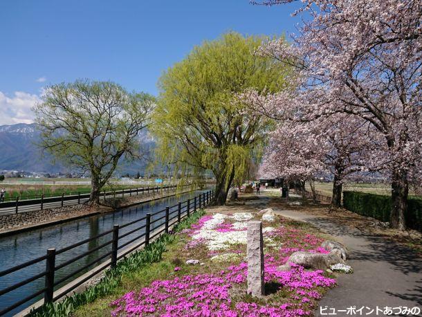 拾ヶ堰と桜と芝桜