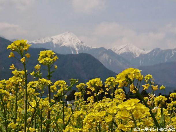 菜の花と常念岳