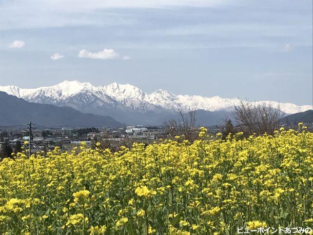 菜の花畑の向こうには