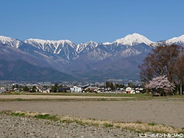 屋敷林と桜と蝶常念