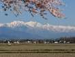 桜と後立山連峰