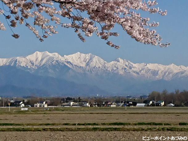 桜と後立山連峰 安曇野の風景写真 ビューポイントあづみの