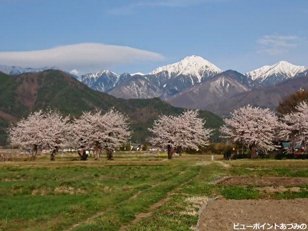 桜並木と常念岳