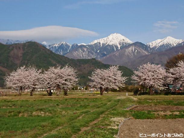 桜並木と常念岳