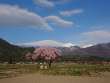 夫婦桜と常念岳