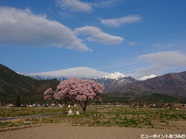 夫婦桜と常念岳