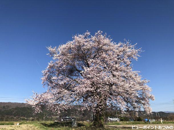 須沼の一本桜