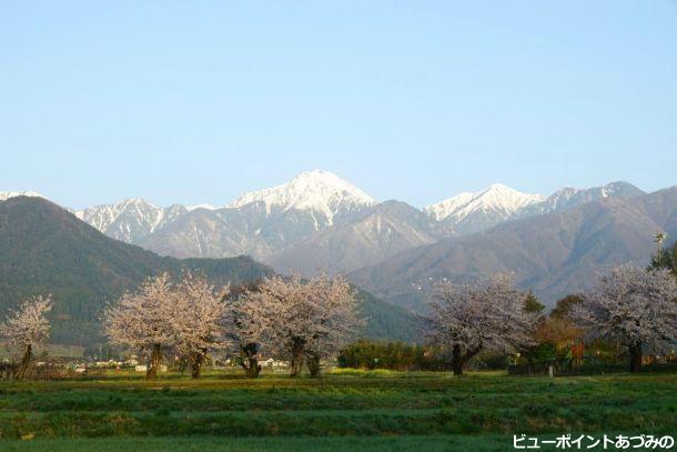 桜に常念