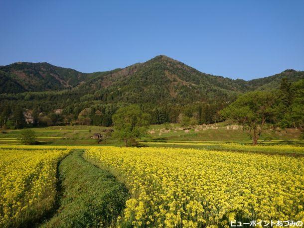 菜の花と角蔵山