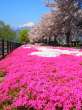 芝桜の絨毯