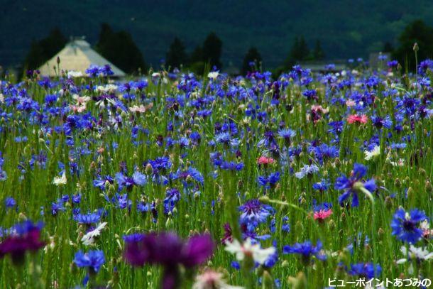 安曇野民家とお花畑