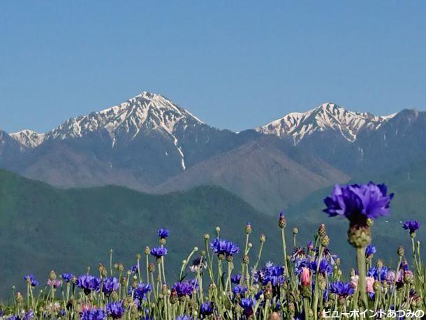 常念岳と矢車草