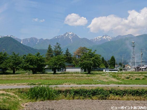 桜並木と火の見櫓