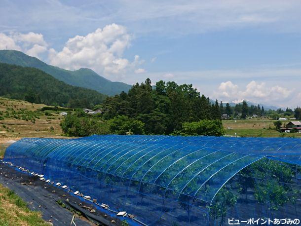 天蚕飼育林と有明山