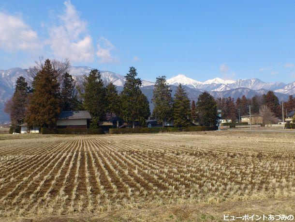 屋敷林と常念岳