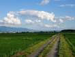 田舎路と夏空