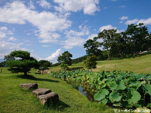 蓮池と夏空