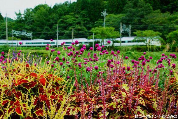 お花畑