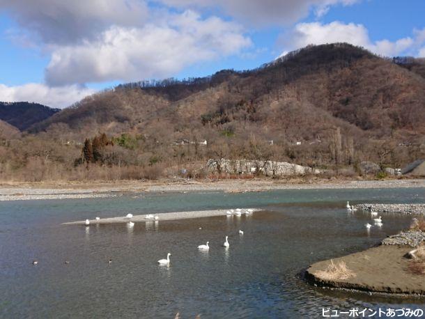 犀川の白鳥