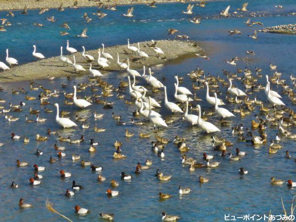 左に餌があるカモ