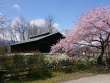 田淵記念館の百楽桜