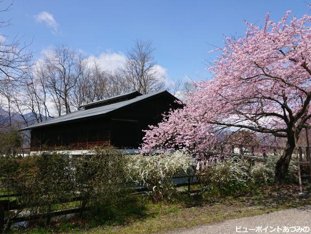 田淵記念館の百楽桜