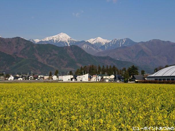 菜の花と常念＆横通岳