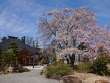 桜の大木と宗徳寺