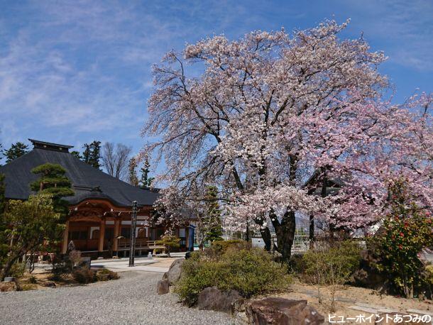 桜の大木と宗徳寺