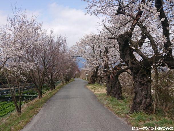 穂高川の桜並木