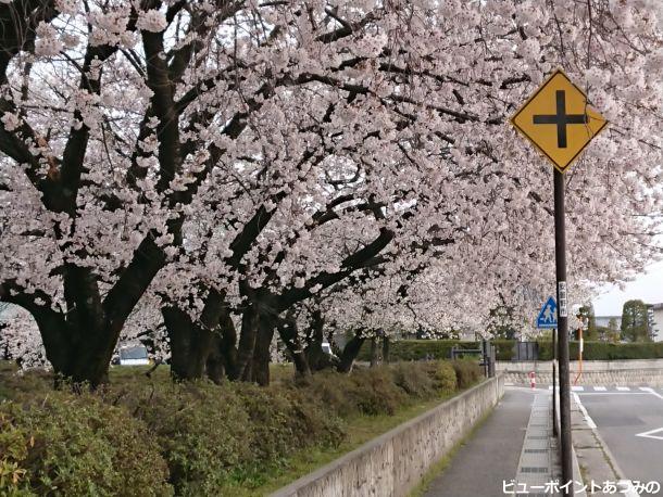 校庭の桜並木